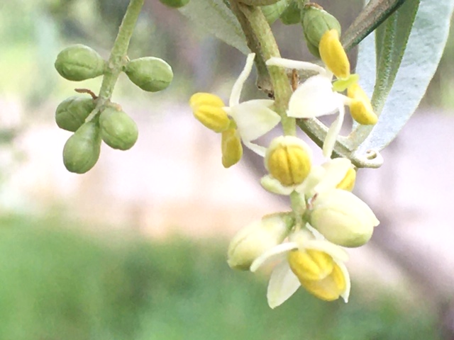 We said ‘No’ to insecticides on the olive trees. What happened next?